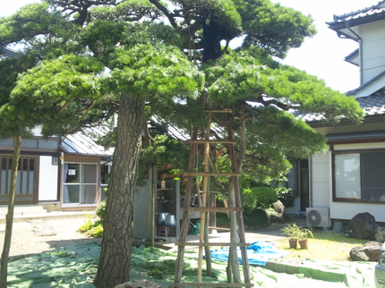 株式会社 宮澤造園の【40年の実績・専門知識有り◎】四季の移りかわりを楽しむ庭造りをお手伝いします♪の写真