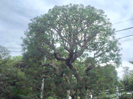 庭好の《植木屋を始めてから10年目》神奈川県を中心に対応中◎の写真