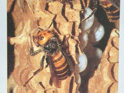 合資会社ユニバースの【25年以上・年間4,000件以上の害虫駆除実績】蜂の種類なんでも対応できます!の写真