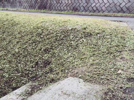 green gardenの☆年中無休☆の写真