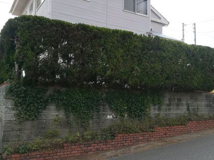 松村造園の生垣も同じ料金でさせていただきます!作業量が多い程、割引も可能となりお得です!の写真