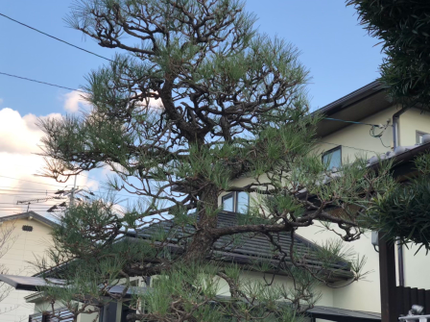 小浜造園の 庭木の手入れはお任せ下さい!業歴25年の知識と技術!!の写真