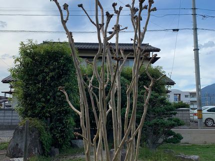 溝上造園の【完全自社施工】営業時間外もご相談ください。迅速にかつ丁寧な仕上がりに!の写真