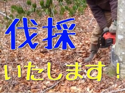 一輪〜いちりん〜の二人作業で早い!幹回収料金が安い!複数本でさらに割引!草刈り、剪定もやります!の写真