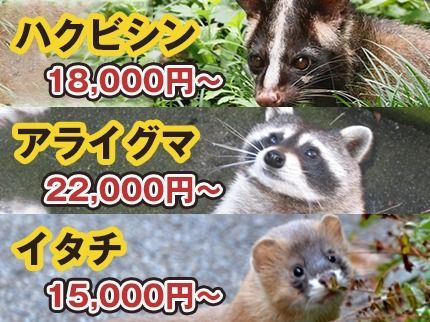 m.kサービスの【無料相談・無料お見積り】わな免許取得・損害保険加入済み・再発保証付きの安心駆除の写真