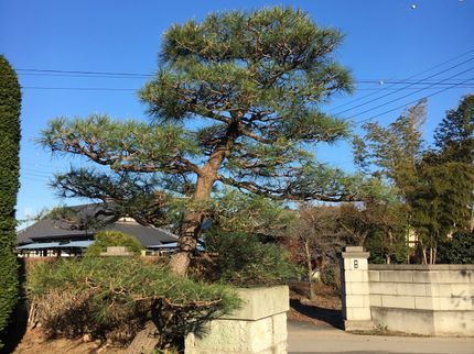 南風造園の《ご縁を大切にする庭師》地域密着で素早くじっくりご対応^^の写真