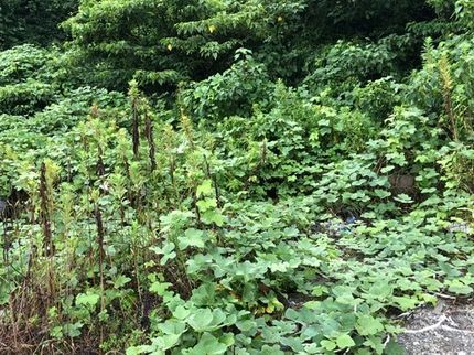 東海エコライフサービスの【愛知県】ゴミ回収ok 除草剤無料の写真