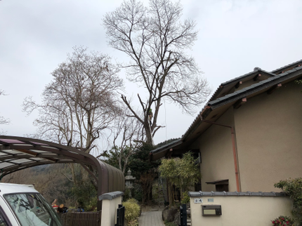 小浜造園の【業歴25年の知識と技術】伐採・抜根お任せ下さい!の写真