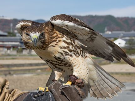 株式会社丸巻商会のハリスコントロール【即日対応、顧客第一主義】◎損害保険1億加入済みです。の写真