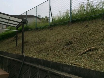 伐採 マルショウの手に負えないお庭・休耕田・空き家など苦情が出る前に作業しませんか?の写真