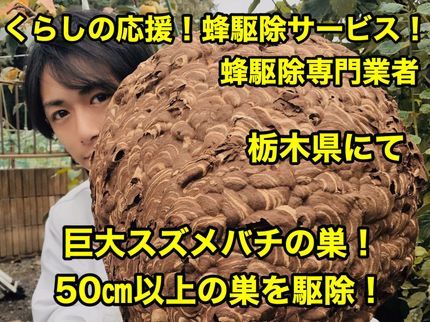 くらしの応援!蜂駆除サービス!の蜂の種類・巣の大きさに関係なく基本料金一律¥7000!アシナガバチは¥6000!の写真