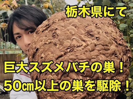 くらしの応援!蜂駆除サービス!の7000円で駆除スズメバチ・アシナガバチ!巣が高所10m迄+3000円!5年保証の写真