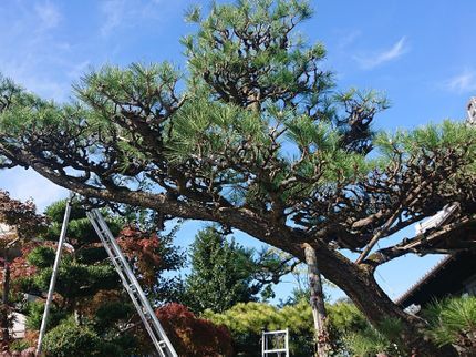紅葉園の<年中無休>お庭のことならなんでもご相談ください!気さくな若手庭師がお伺いしますの写真