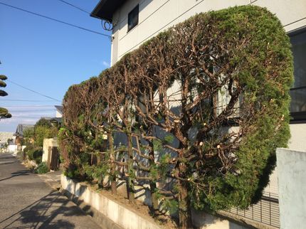 一大造園の<大分県から出向します>大工10年、造園10年、木が大好きです!なんでも相談OKの写真