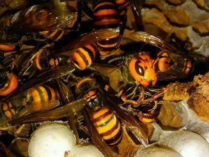 便利屋サンデスの《即日対応可 ミツバチ、アシナガバチ、スズメバチ、他》★23年の作業実績あり!の写真