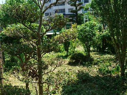 ライフテック福岡の★★庭木の剪定★★の写真
