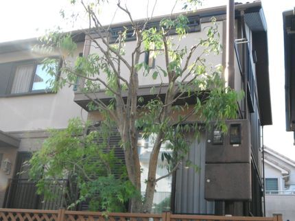 久保庭園管理のこの道35年、剪定は庭木との語らい、丁寧に細やかにプロの剪定でご希望を叶えます!の写真