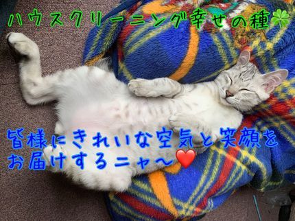 ハウスクリーニング幸せの種のエアコンクリーニングを御検討の皆様、口コミをご参照頂き他店様と比較、御検討下さいの写真