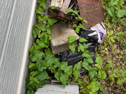 張替本舗 金沢屋新川店の【しっかり除草することで、お庭から発生する虫を少しでも防ぎましょう★】の写真