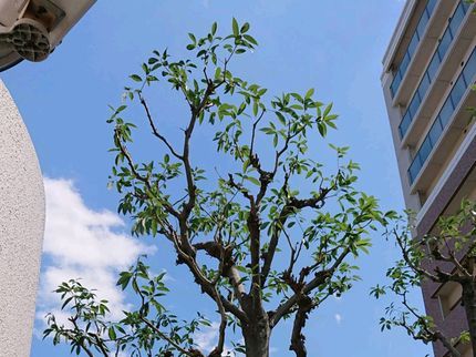 西郷造園のお客様の理想の形に仕上げられるよう精一杯努力いたします! の写真