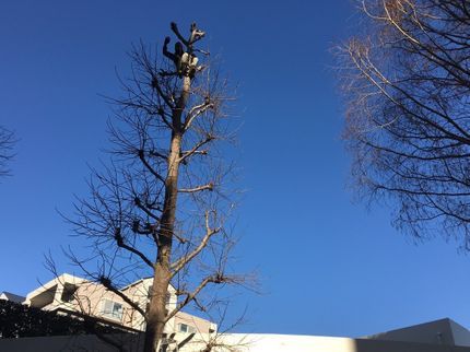 なんくるガーデンの植木の剪定 刈り込みの写真