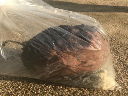 トイレスキューの蜂の巣緊急レスキューの写真