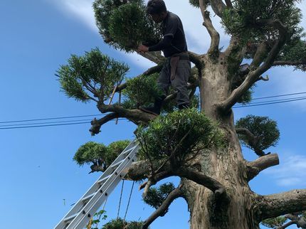 堀造園の【地域密着】外注作業一切なし!1本のご依頼もお気軽にご相談ください!の写真