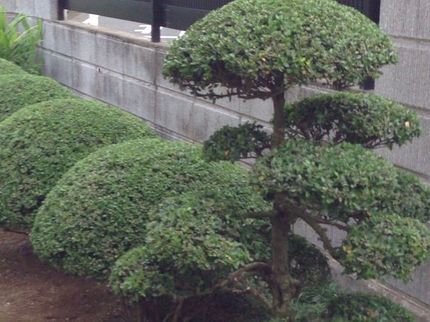 いろはもみじの◇庭木の剪定◇職人が作業終了まで丁寧に対応します!の写真