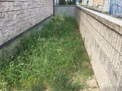 高松中央リサイクルサービスの手作業で根から抜きます!地道にコツコツやらせて頂きます。の写真