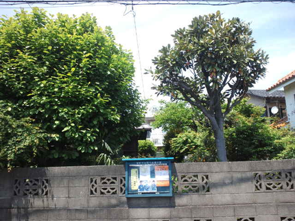Sereno Gardenの植木剪定、刈込み、高木も可。植木一本から承ります。現在8月以降の予約受付中の写真
