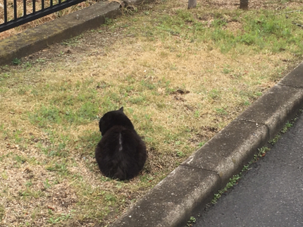 植木屋キャットピース Cat Peaceの造園のプロが伺います!豊富な経験と知識で安心◎お庭のお悩み解消!の写真