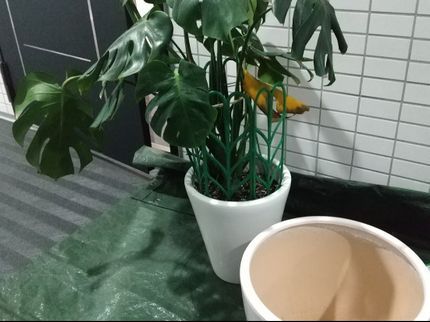 963gardenの観葉植物の植替えは終了しました。他の植替えは受付けていますの写真