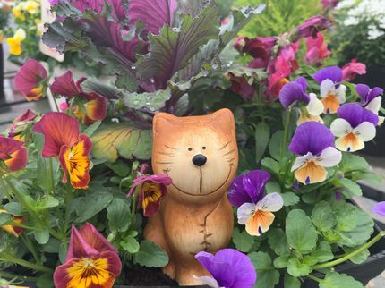 くらしサポート 栃木サービスステーションの~栃木県~★鉢の植え替え★女性スタッフの同行可能です♪鉢植えの草花リフレッシュ♪の写真