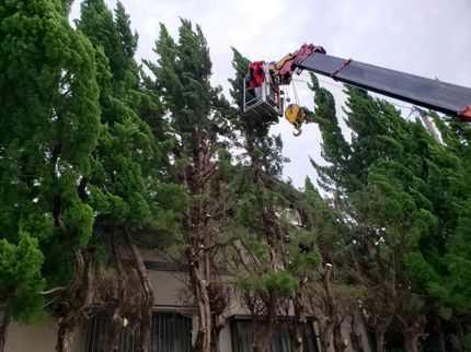 植木屋いのうえの【即日対応】頂いたお問い合わせは必ずその日に対応致します。まずは気軽にご相談を!の写真
