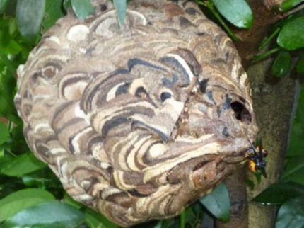 わんぱく お掃除隊のご家族の安全を守るために!! スズメバチの巣を駆除します。 忌避剤は、無料です。の写真