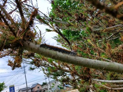 NEROの栃木県佐野市発◎100%自社対応◎損害保険加入済◎営業時間外もご相談歓迎!の写真