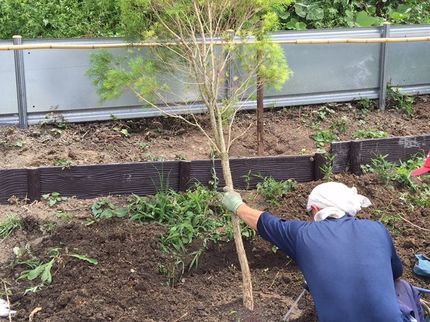 葉庭屋 はにわやの植木・庭木の植え付け、植栽工事。の写真
