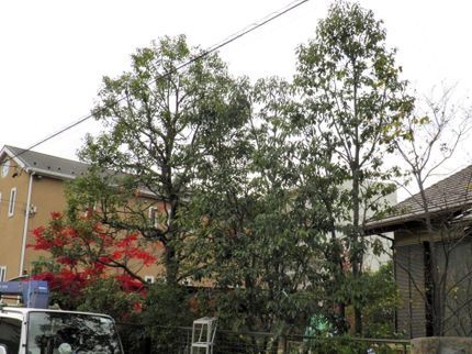 植木 梅 萱(うめかや)の【この道20年、丁寧さがモットーです】非対応地域もご相談ください。の写真