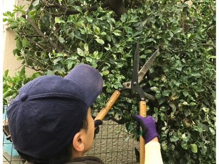 はるな園のすぐに対応します!1本からでも綺麗に剪定!有資格者の技術を安心価格にて!の写真