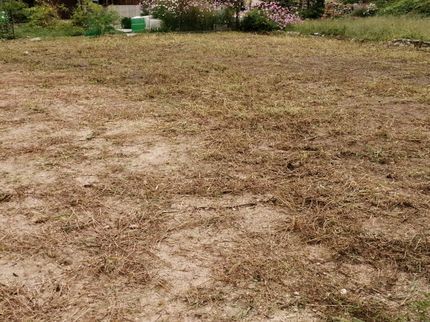 松村造園の雑草をキレイに取り除きます。芝刈りもお任せ下さい!広範囲の場合は割引可能です!の写真