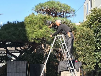 小林植木の剪定シーズンになりましたお気軽にメール下さい即対応させて頂きますお客様大募集中!の写真