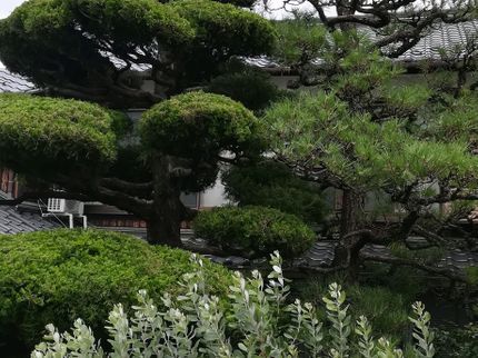 松村造園の松の消毒・剪定もお任せ下さい!作業量が多くなる程、割引可能でお得になります!の写真