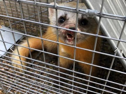 サンライト岡山の《害獣対策駆除》最長③年保証♩◆狩猟免許◆新旧戸建実績多数‼︎ 損害保険加入済の写真