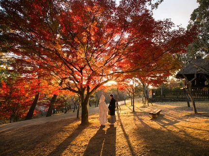 T-Style PHOTOGRAPHYの紅葉シーズン到来11/30撮影分まで早割で通常15,000円が12,000円に!の写真