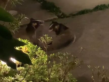 アクトスリーのハクビシン・アライグマ駆除★女性スタッフ指定OK◎害獣被害のお悩みご相談くださいの写真