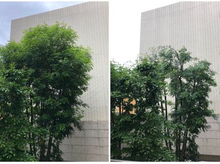 弥栄苑の翌年以降を見据えた樹木の管理。柔らかい自然な仕上がりを心がけています。の写真