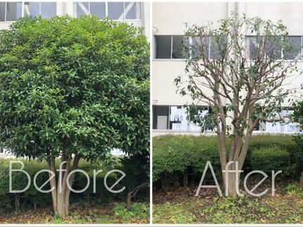 弥栄苑のお庭のお手入れ(剪定、刈込み、除草、消毒など)すべてお任せ下さい!の写真