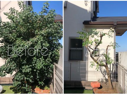 弥栄苑の【カード払い可】庭木の剪定は『弥栄苑』にお任せください!の写真