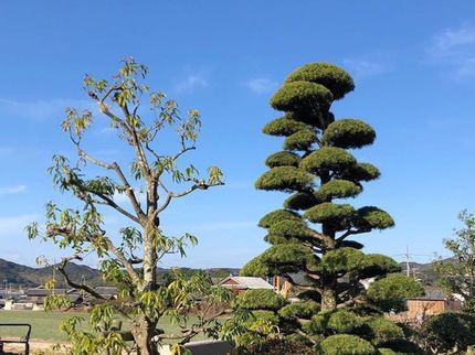 K&Yサービスの【業歴12年】早朝対応OK!女性スタッフ同行可!お庭の景観にあわせて仕上げます◎の写真