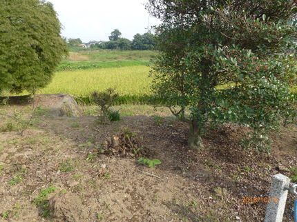 一本木メンテナンスの庭木の移動(植え替え)の写真